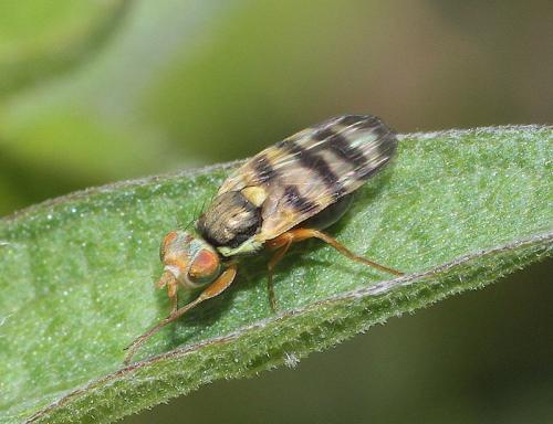Réf. 286 259 : Urophora jaceana